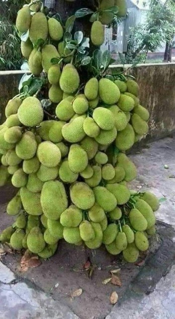 kathal live plant 12 1 eco ocean.jpg