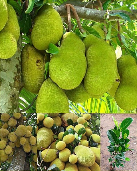 yes annual yes grafted all seaso.jpg