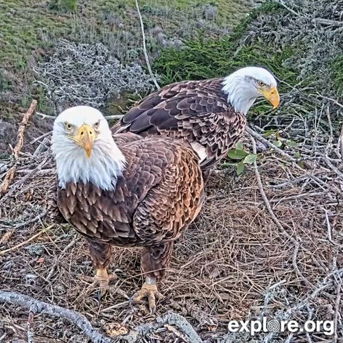 SFVwZ5DF9y6aD gw.jpg