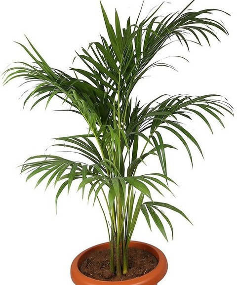 pam54 1 eztect original imafvc5p.jpg