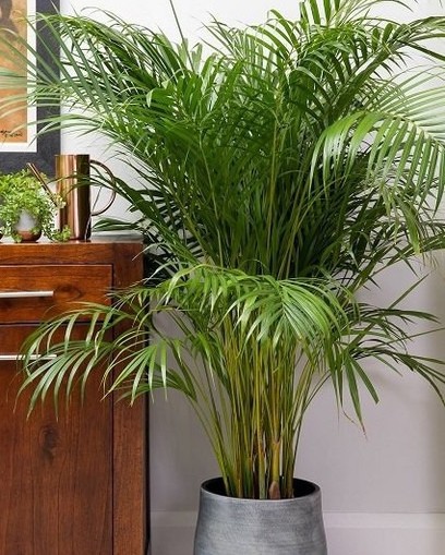 no perennial yes areca palm heal.jpg