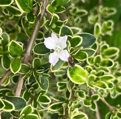 61mTy3x8UuL. AC UF1000,1000 QL80.jpg