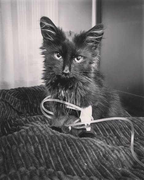 G dyDCVX0AABpaP?format=jpg.jpg