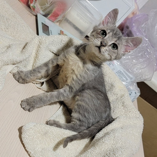 G fbAwOXgAE1eEB?format=jpg.jpg