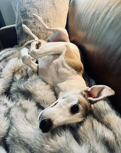 G dNab WoAAVprl?format=jpg.jpg