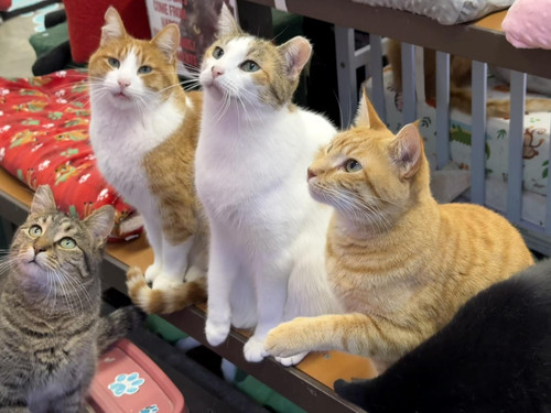 615244559 1369215828580286 5525889627628456540 n.jpg