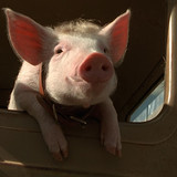 Babe Pig.in.the.City.1998.1080p.BluRay.CZ EN.DTS HD.MA5.1.x265 My.mkv 20260111 111939.075