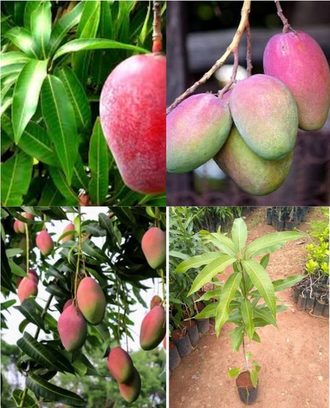 yes annual yes mango plant small.jpg