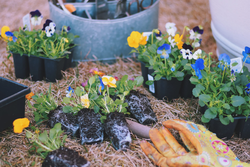 Urban Jungle | Flowering Plants Los Angeles for Vibrant Homes.png