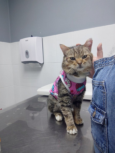 G aIGGBXQAA8zE7?format=jpg.jpg