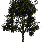 transparent.png
