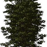 transparent 2.png