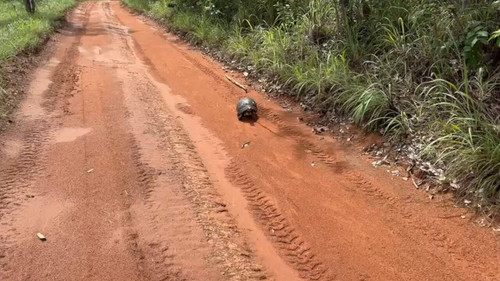 gX hfG94HVBUuJV .jpg