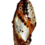 image removebg preview (27).png