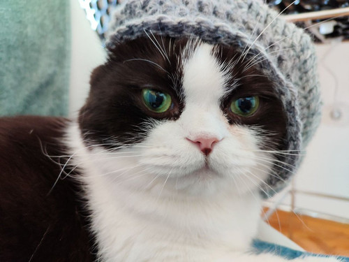 G eWZAQXkAASH0T?format=jpg.jpg