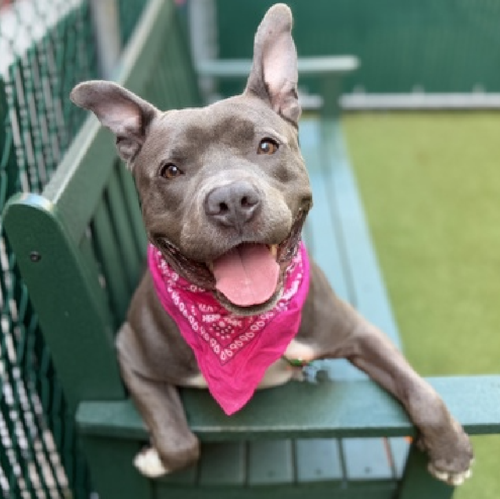 G UBLGSWAAAV4mu?format=png.png