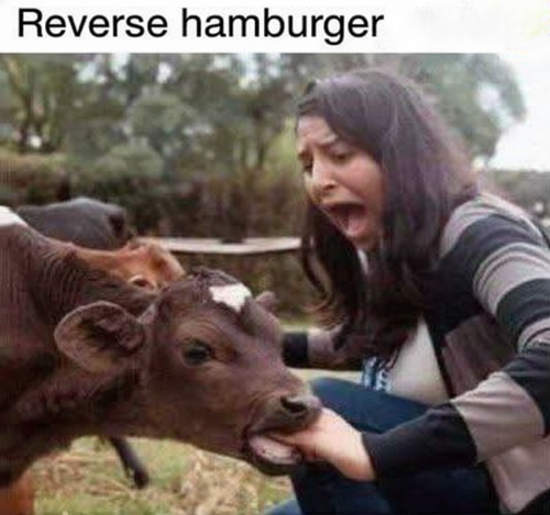 7569e0ad 6bda 4bde ae1f 2d65b61c20ae.png