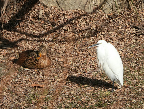 G aFO3gXUAAT bL?format=jpg.jpg