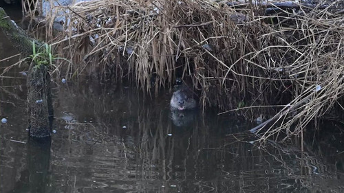 ojsl1sl ZdplOll1.jpg