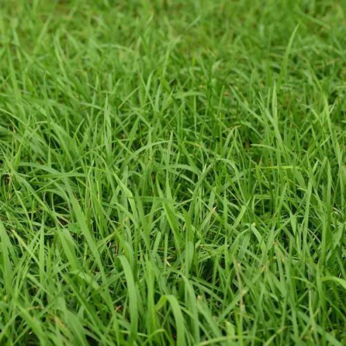 First Image Ryegrass.webp