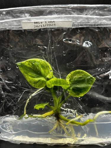 Philodendron Goeldii Mint.jpg