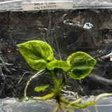 Philodendron Goeldii Mint