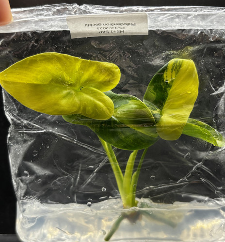 Philodendron Goeldii copy 0.jpg