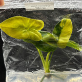 Philodendron Goeldii copy 0