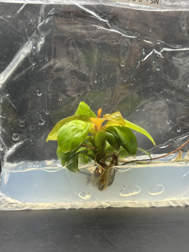 Philodendron sunlight.jpg