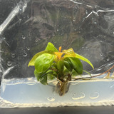 Philodendron sunlight