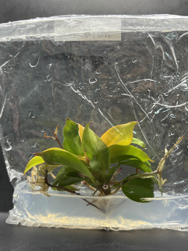 Philodendron sunlight(1).jpg