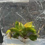 Philodendron sunlight(1)