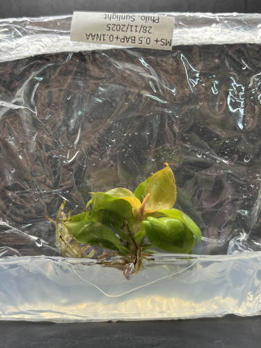 Philodendron sunlight(2).jpg