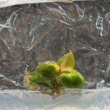 Philodendron sunlight(2)