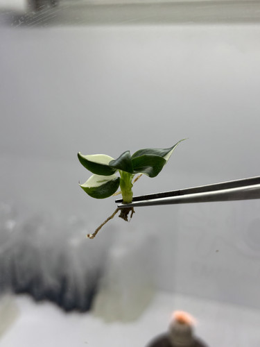 Philodendron white wizard copy 0.jpg