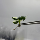 Philodendron white wizard copy 0