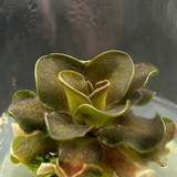 Pinguicula 3
