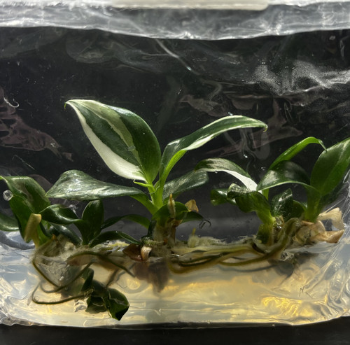 Philodendron white wizard(1).jpg