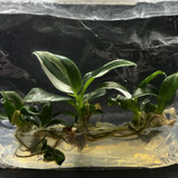 Philodendron white wizard(1)