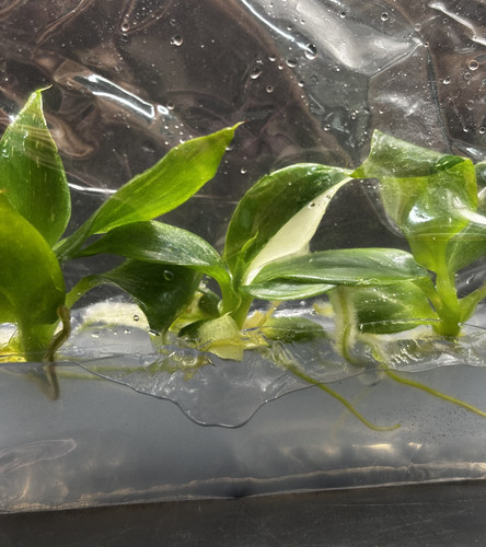 Philodendron white wizard(2) copy 0.jpg