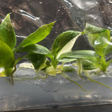 Philodendron white wizard(2) copy 0