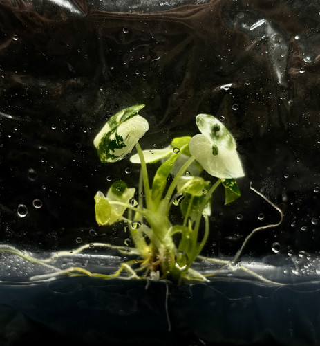 Alocasia frydek(4).jpg