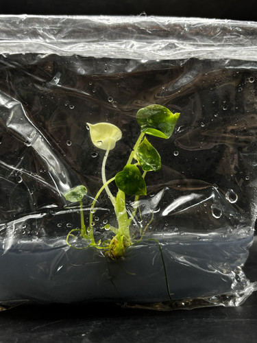 Alocasia frydek(2).jpg