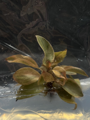 P. black cardinal no. 2.jpg