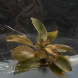 P. black cardinal no. 2