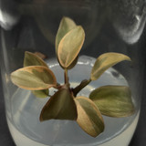 Philodendron Black Cardinal no.2(2)