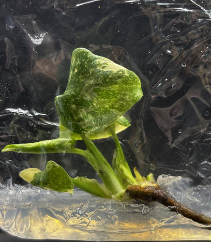 Monstera Thai constellation.jpg