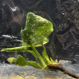 Monstera Thai constellation