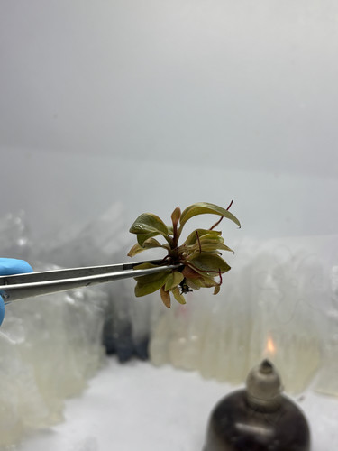 Philodendron Black Cardinal no.2 copy 0.jpg