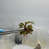 Philodendron Black Cardinal no.2 copy 0